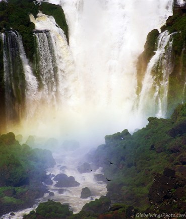Black vultures taking off in the Iguazu (falls) National Park