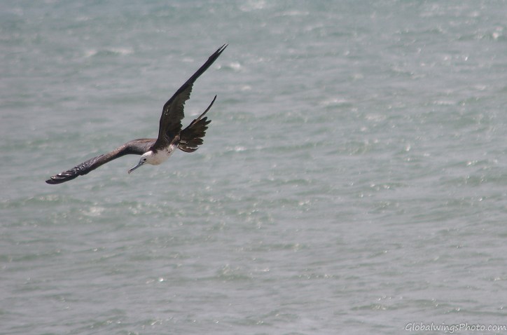Magnificent Frigatebird